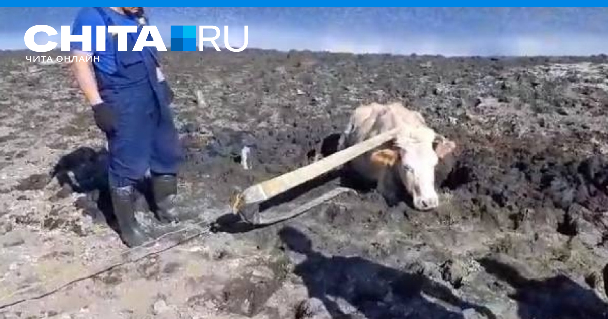 Корова в болоте. Корова утонула в гудроновом болоте.