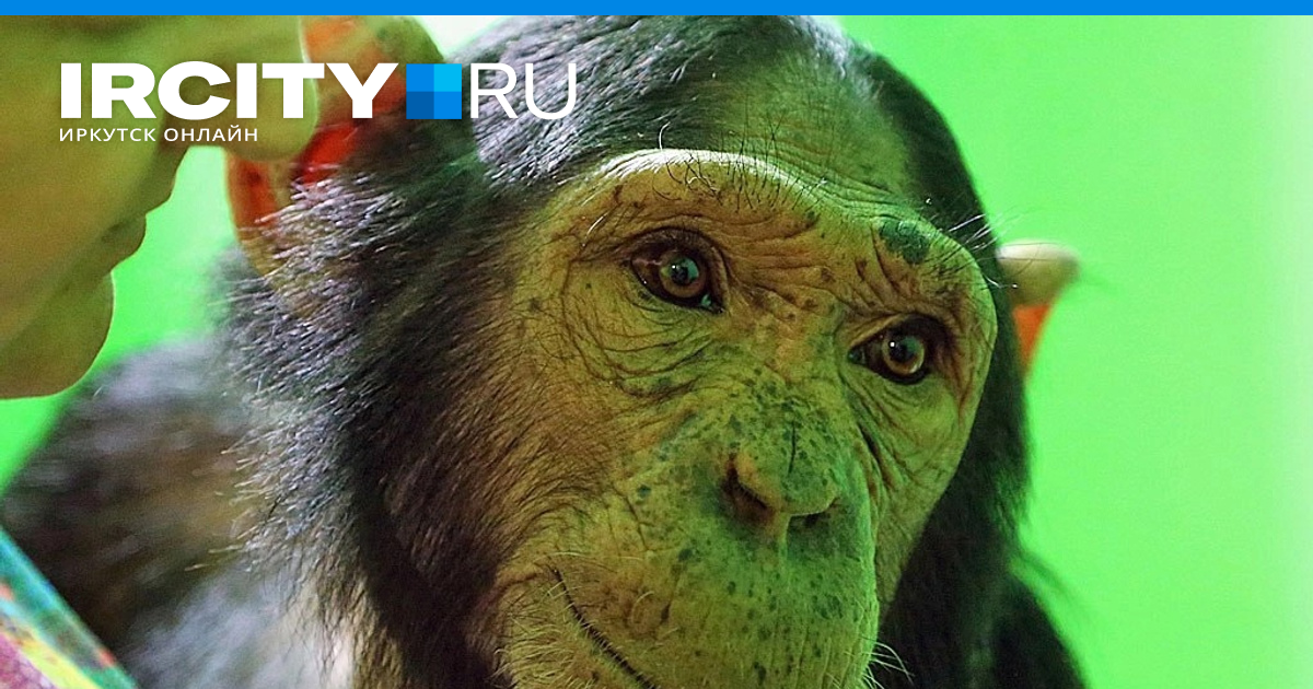 Иркутская зоогалерея: единственная в Иркутской области шимпанзе Лея  отметила 12 день рождения — ее история - 29 июля 2023 - ИРСИТИ.ру