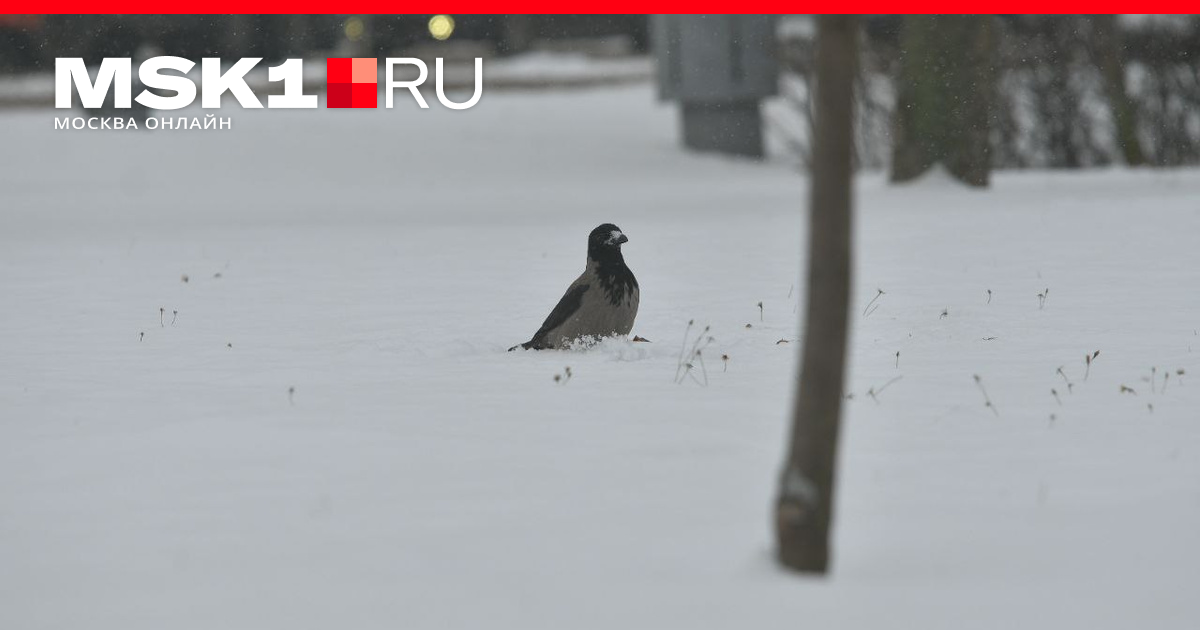 В Москву придет аномальная оттепель