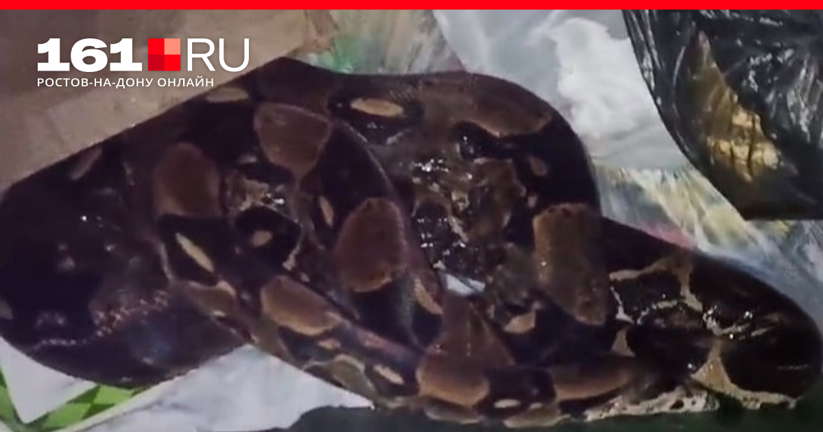 Змея с гребнем на голове. Змея под. Змея спит. Рентген змеи. Змея под.