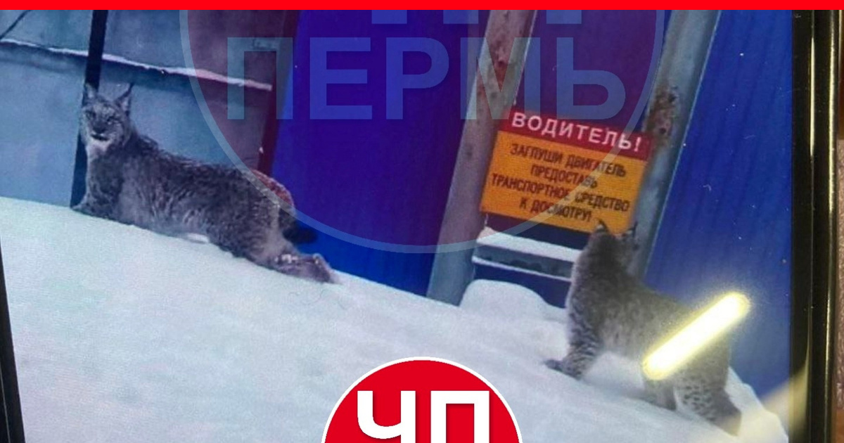 какое животное дало название красящему. тасманский дьявол в австралии. какое животное дало название красящему. гигантская белка ратуфа. тамандуа южной америки.