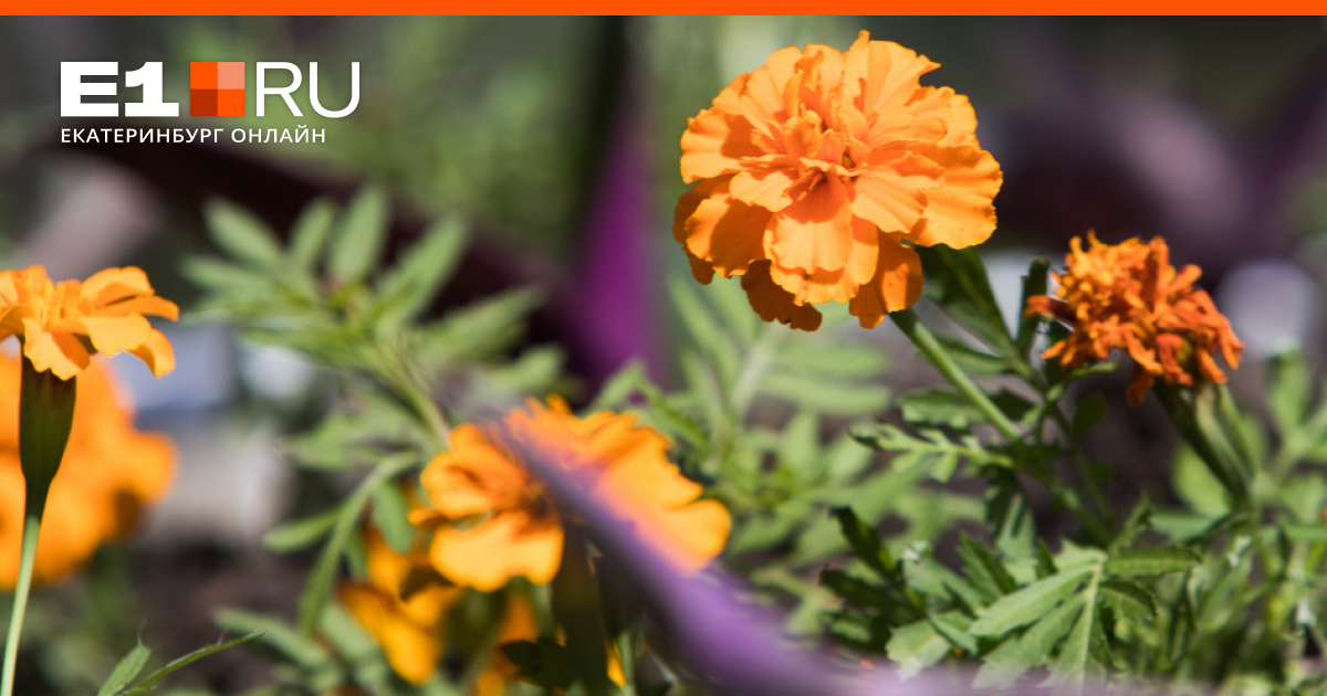 Когда садить бархатцы на рассаду в 2021 году: сроки посева, советы, видео