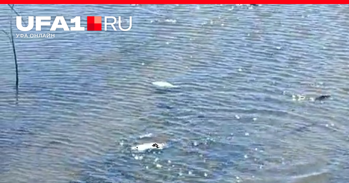 Рыба убегает инфекции. Сбежавшие рыбы в Алуште. В Ленинградской области сбежала рыба.
