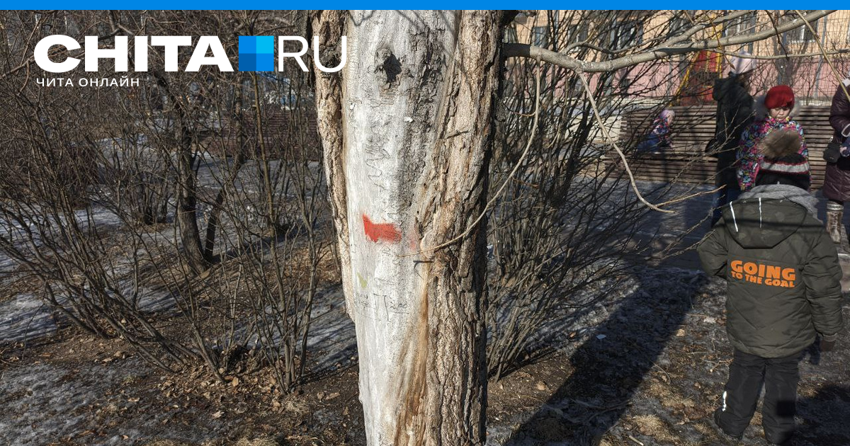 Тополь вырубка. Рубка деревьев. Срубленное дерево. Вырубка деревьев. Фотография вырубки леса.