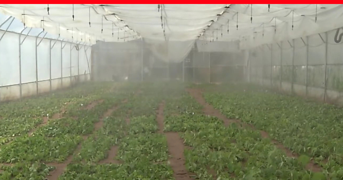 Garden of life vitamin code healthy blood. Витамин цинк garden of life. Витамины vitamin code raw zinc. Vitamin code цинк. Витамины для повышения гемоглобина.