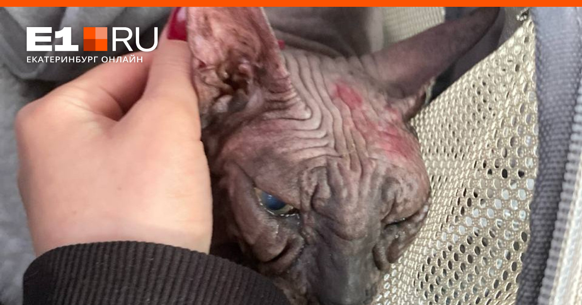 Кастрация кота (сфинкса). Castration Sphynx Cat.