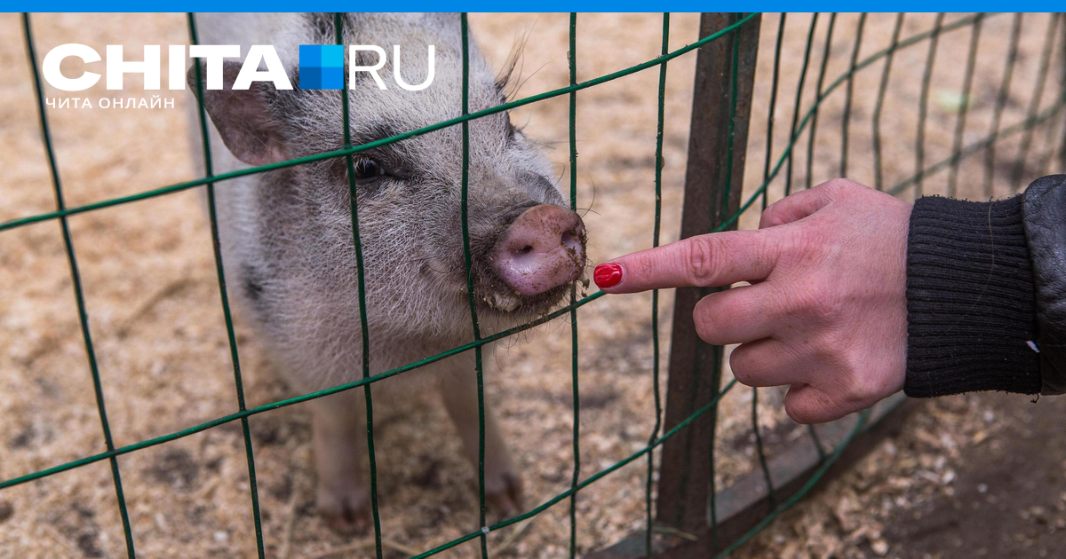 Рп5 краснокаменск забайкальский. Забайкалье г. Рп5 краснокаменск забайкальский. Рп5 краснокаменск забайкальский. Рп5 краснодар.