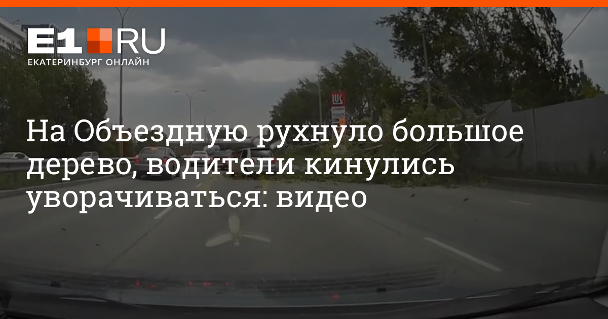 В центре Бишкека упало большое дерево - видео - 69bong.ru - Новости Кыргызстана