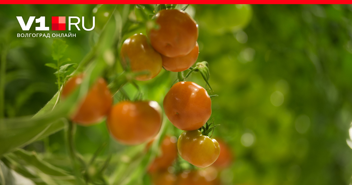 Чем подкормить и как поливать помидоры, чтобы они быстрее покраснели исозрели и были вкусными: когда собирать томаты, что положить для ускорениясозревания - 12 июля 2023 - v1.ru