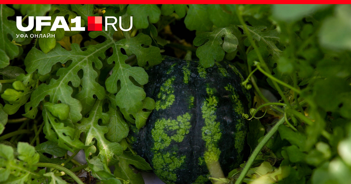 Вкусные дыни и арбузы своими руками: как вырастить бахчу в огороде - 16июня 2022 - ufa1.ru