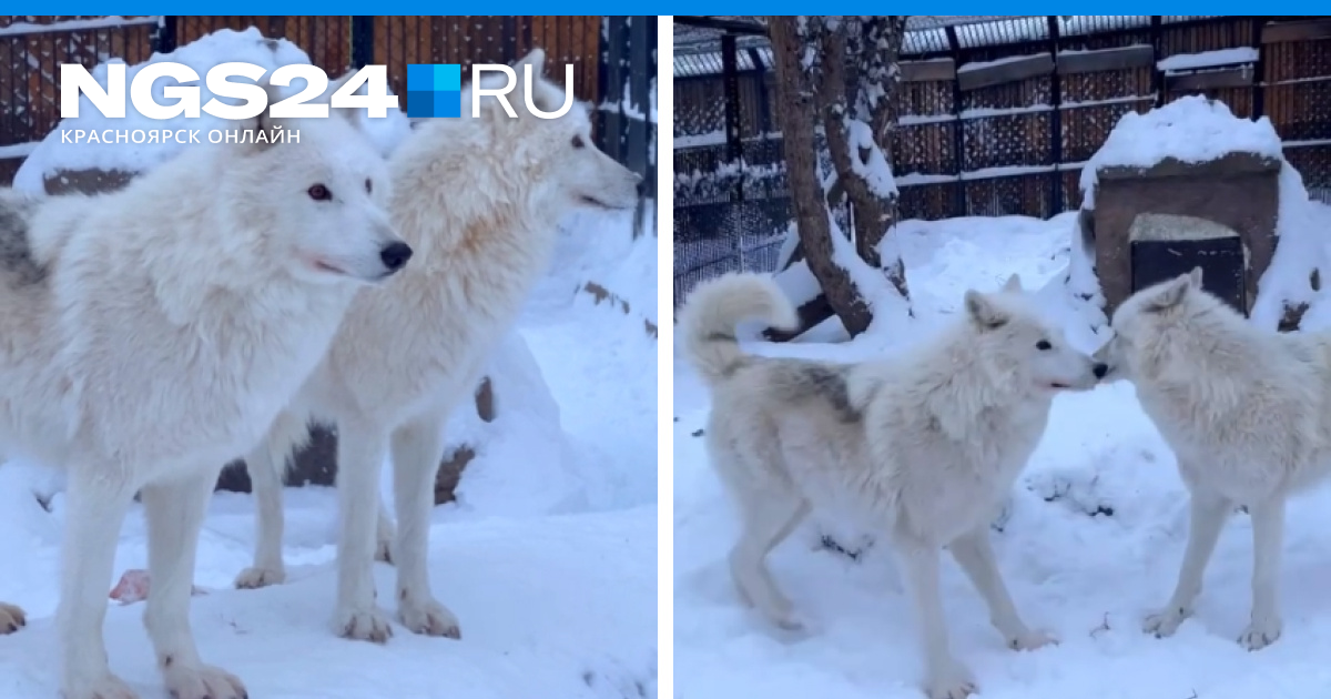 Как зовут полярных волков из «Роевого Ручья»: в красноярском зоопарке ...