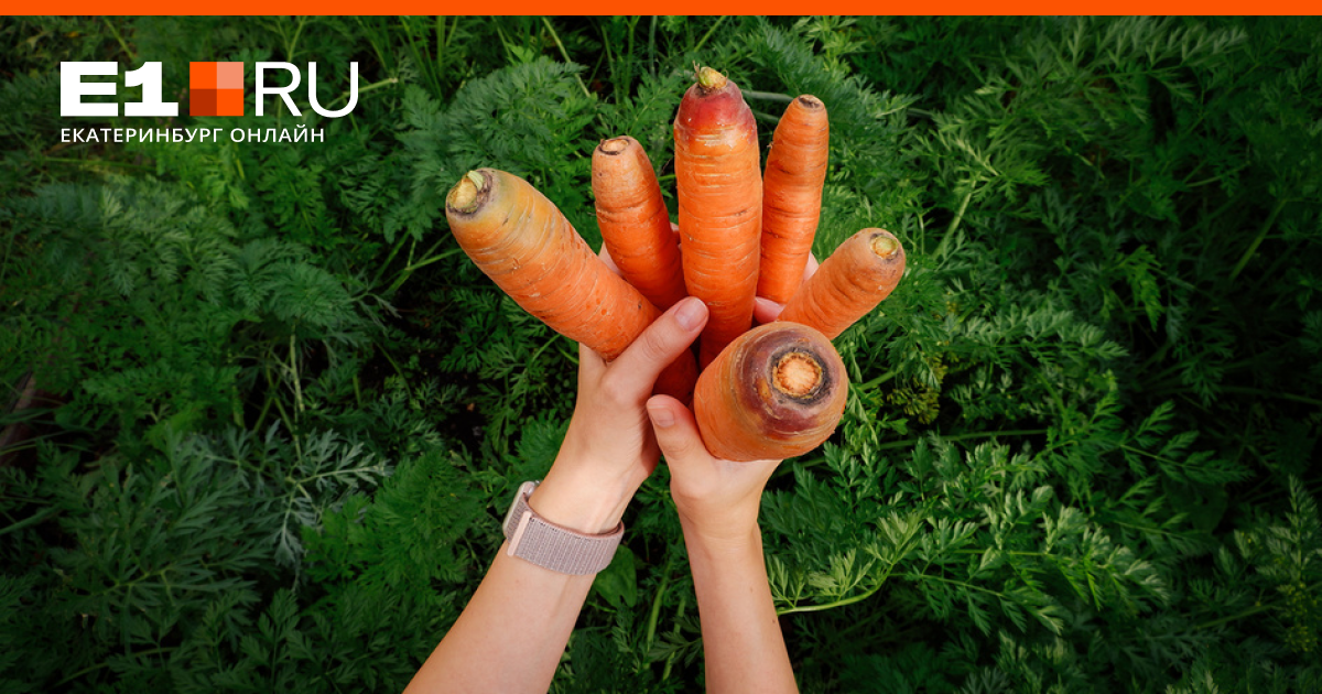 Как правильно посадить морковь весной в открытый грунт: сроки, расстояние, глубина
