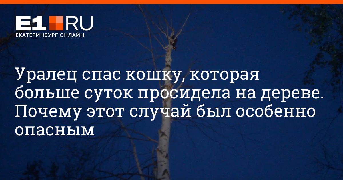 Уралец спас кошку, которая больше суток просидела на дереве - 6 июля ...