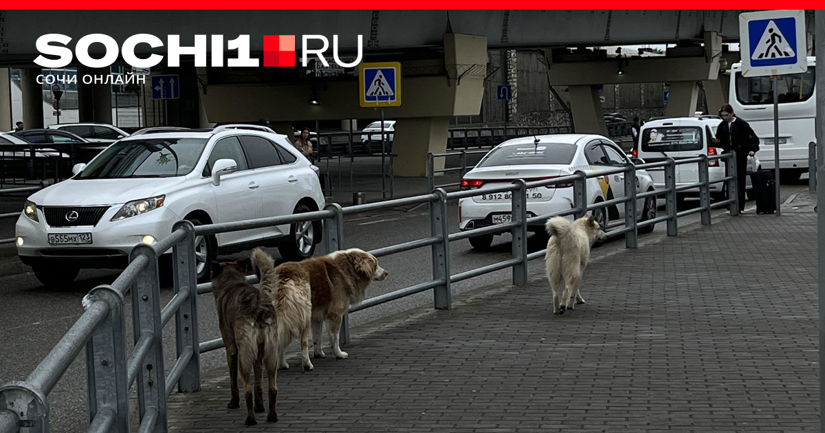 Помощь бездомным животным сочи. Бездомные собаки. Бродячие собаки. Бродячие собаки в приюте. Новости про собаку сегодня.