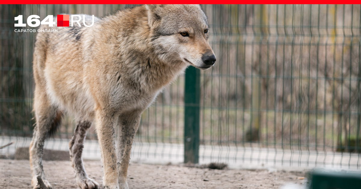 собака друг человека презентация. соченение "мы в ответе за тех, кого приручили". понимают ли звери друг друга сочинение. понимают ли звери друг друга сочинение. думают ли звери сочинение 2 класс.