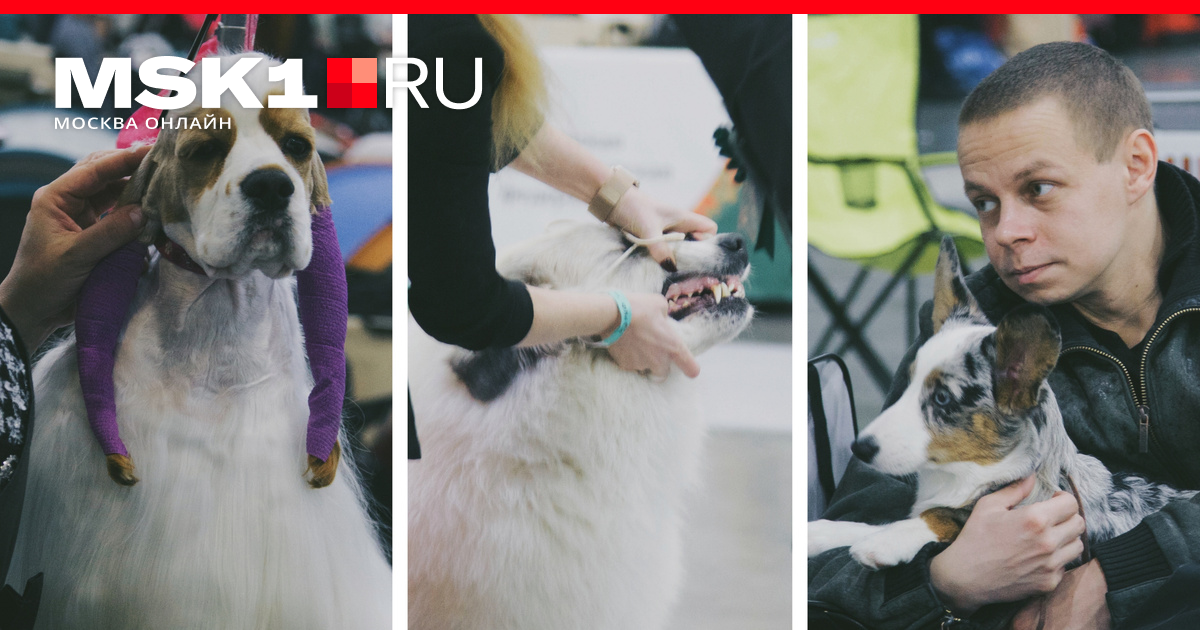 6. Выставка экзотических пород