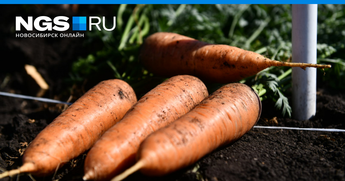 Когда сажать морковь и свеклу весной в открытый грунт: сорта моркови исвеклы для открытого грунта - 23 апреля 2023 - НГС