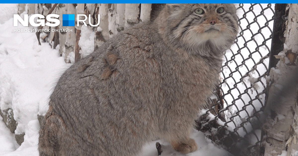 Кот на диване с пивом