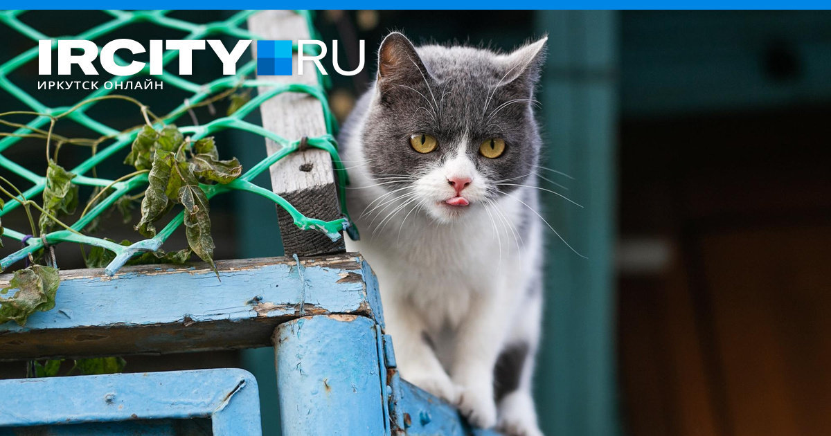 Томасина приют для кошек