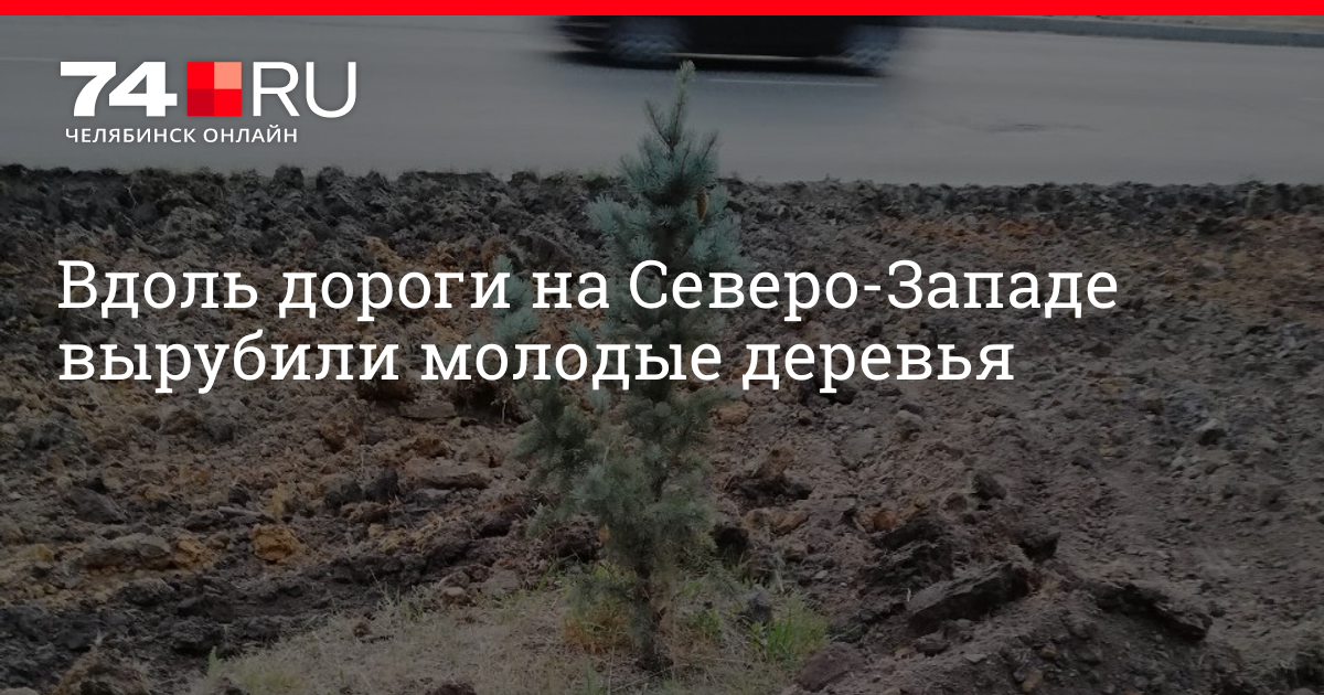 Как в мэрии объяснили вырубку деревьев у дороги на Северо-Западе в