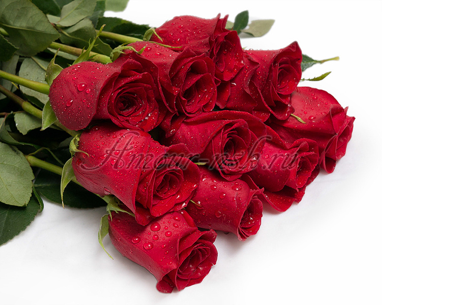 <b>Роза красная «фридом» (50, 60, 70 см):</b> 1 роза — 70 / 80 / 90 руб. Букет 25 роз — 1500 / 1750 / 2000 руб.
