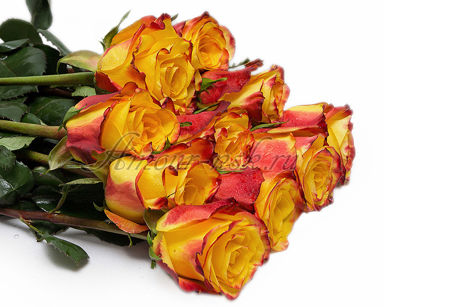 <b>Роза «хай флейм»:</b> 1 роза — 70 / 80 / 90 руб. Букет 25 роз — 1500 / 1750 / 2000 руб.