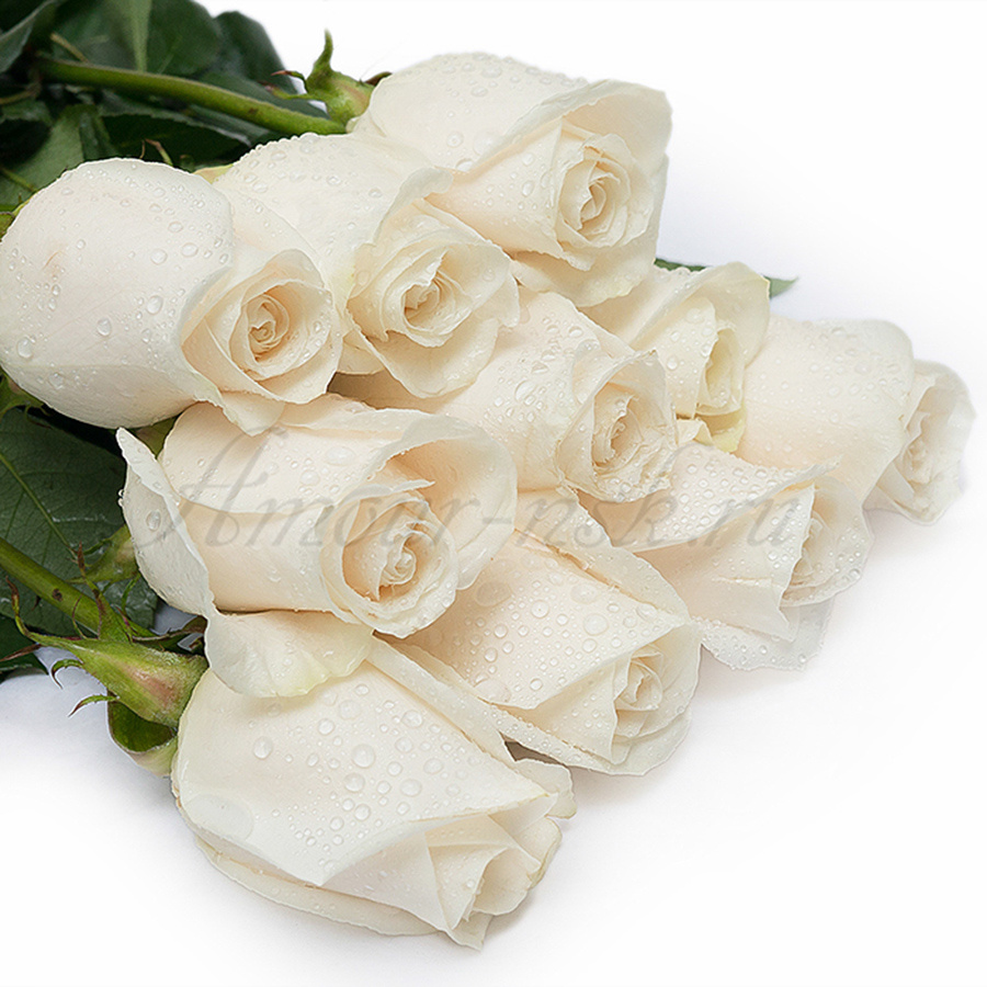 <b>Роза белая «Венделла»</b>: 50 см — <b>60 руб.</b>; 60 см — <b>70 руб.</b>; 70 см — <b>80 руб.</b>