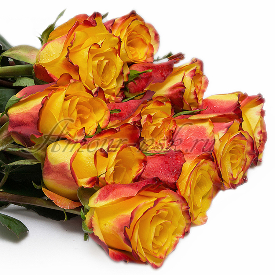 <b>Роза «Хай Флейм»</b>: 60 см — <b>70 руб.</b>; 70 см — <b>80 руб.</b>