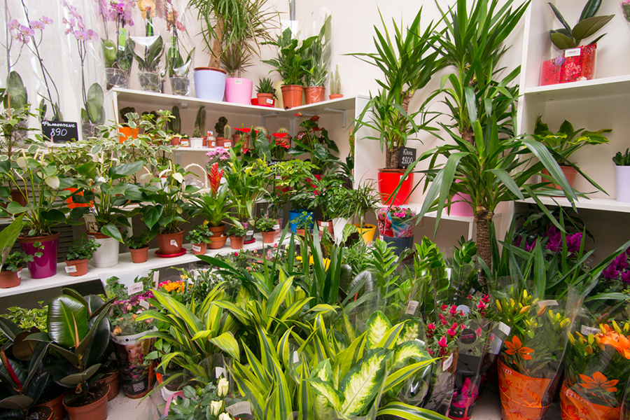 Гипермаркет «АмурОпт» — это огромный выбор комнатных растений. Орхидею фаленопсис можно купить от <b>690 руб.</b>