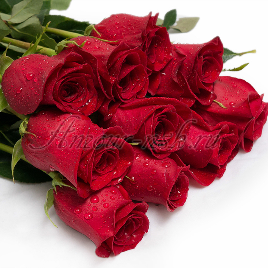 <b>Роза красная «Фридом»</b>: 50 см — <b>60 руб.</b>; 60 см — <b>70 руб.</b>; 70 см — <b>80 руб.</b>