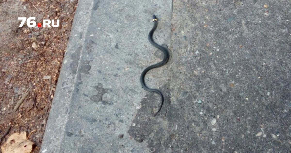 Ползают ли змеи. Змея ползет. Змеи в городе. Змеи на тротуаре. Змеи ползают.