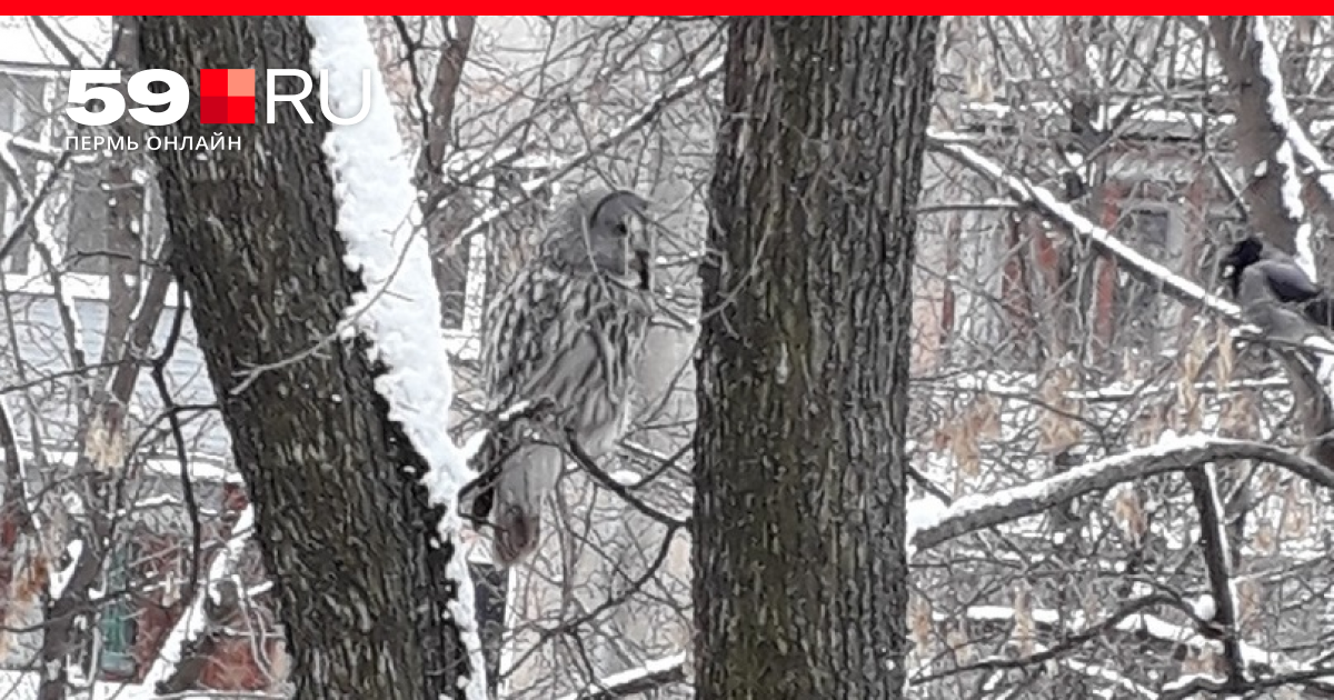 Город сова где находится. Город сова где находится. Фку ик-18 «полярная сова». Город сова где находится. Городская сова.