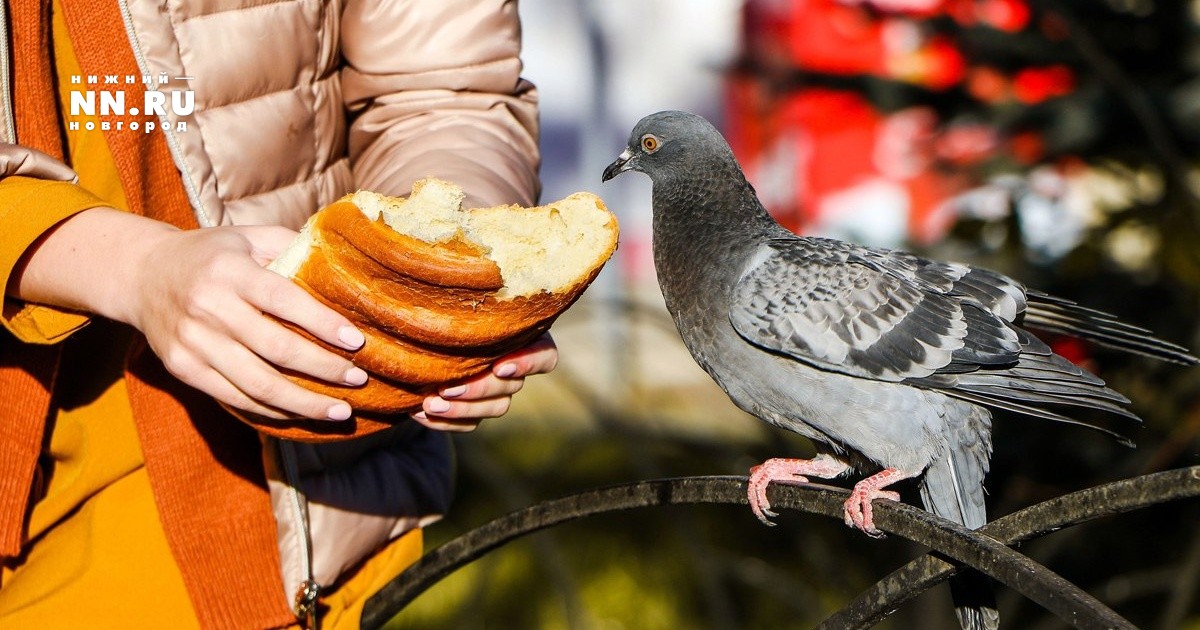 Покормите птиц зимой. Участие в акции и новые конкурсы