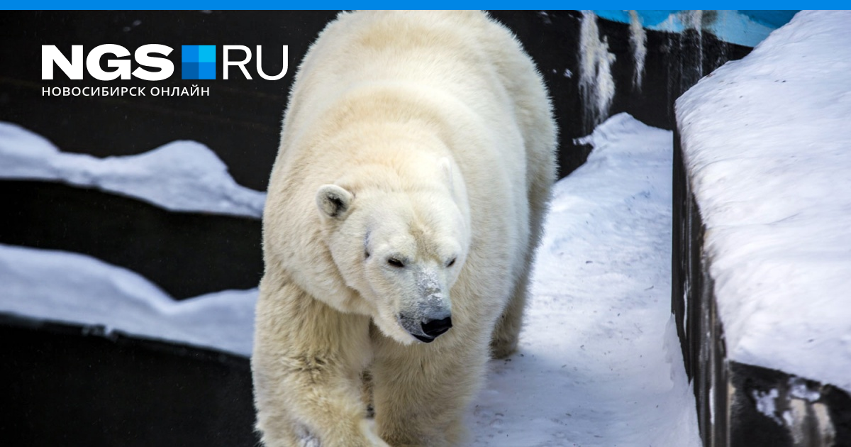 Новосибирский зоопарк белые медведи. Вольер для белых медведей в зоопарке Новосибирска. Новосибирский зоопарк вольер белых медведей. Вольер белых медведей в Новосибирске. Зоопарк лето текст