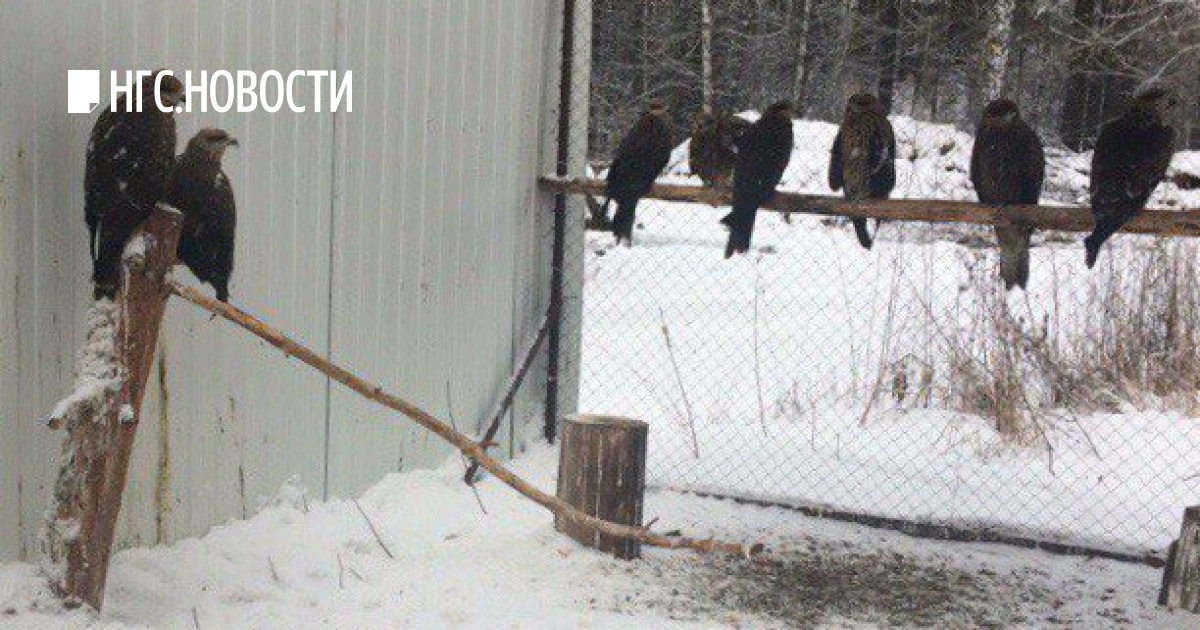 Выход птиц. Зимуют ли коршуны на свалках. Вышли птицы вышли гор.