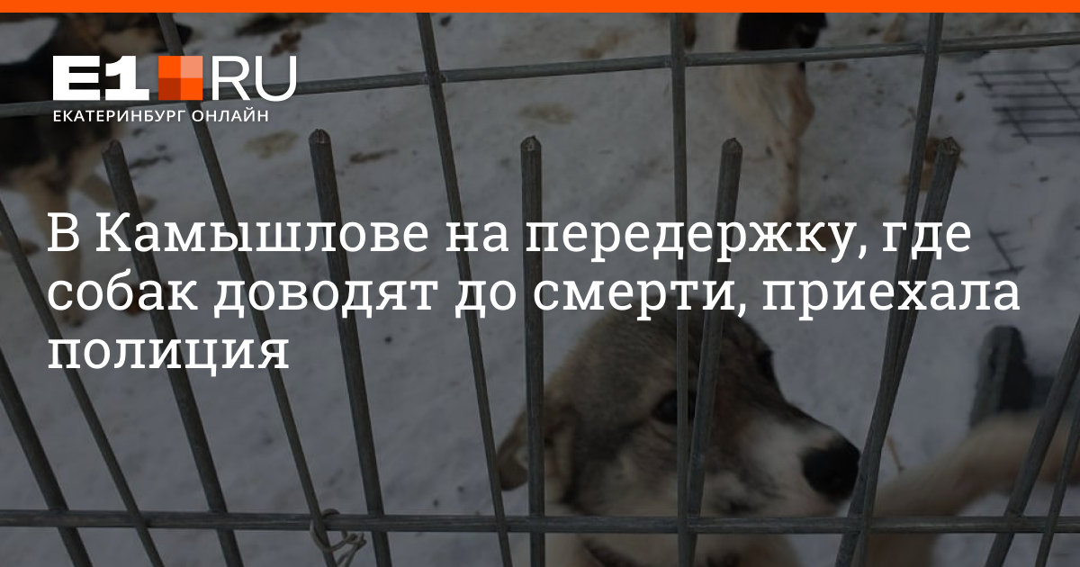 Приют камышлов. Камышлов собачий приют. Камышловский приют для собак. Камышлов приют собак фото. Номер телефона в Губкинском приюта для собак на передержку