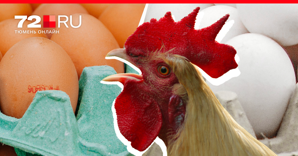 Правда и мифы о том, как петух оплодотворяет курицу