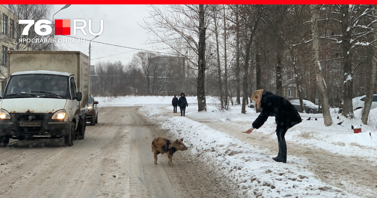 люди в городе. живой гулять. фотосессия прогулка с собакой. утренняя прогулка с собакой. живой гулять.