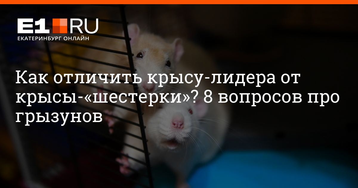 Статусы про крыс. Статус про крыс. крыса с вопросом. высказывания о людях крысах. высказывания про крыс.