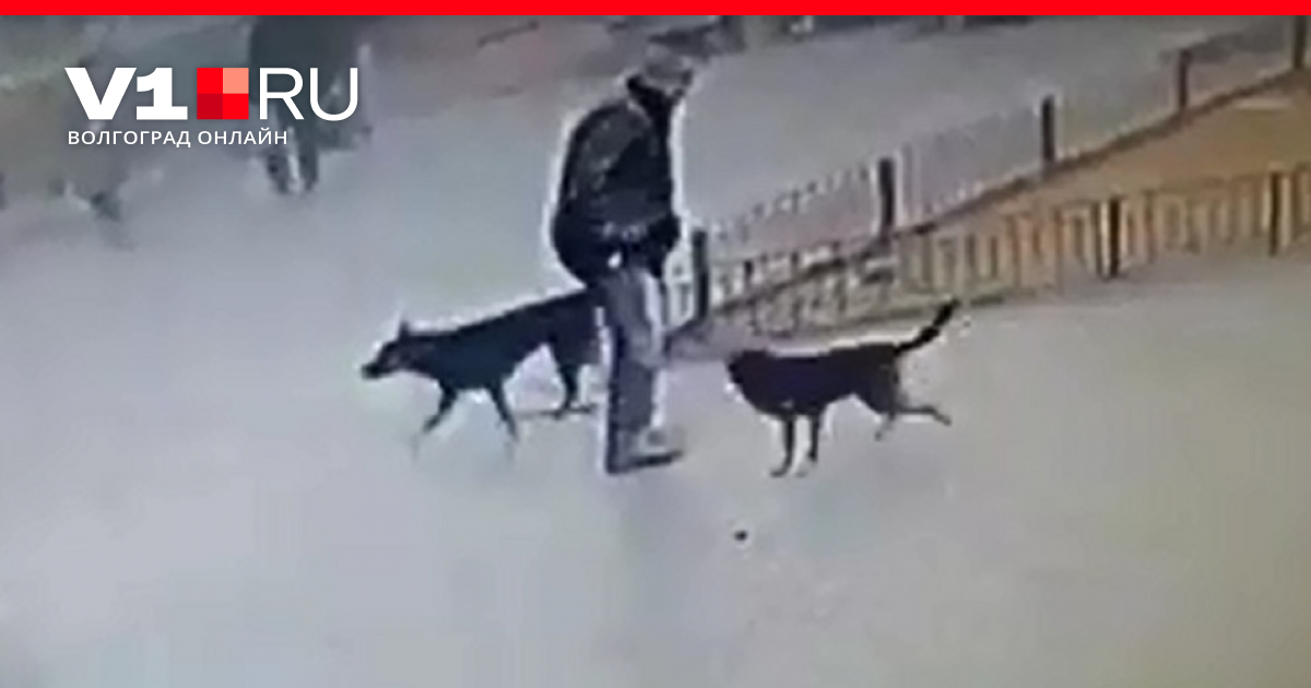 Почему бросается собака. Стая собак набросилась Волгоград. Бродячие собаки нападают на людей.