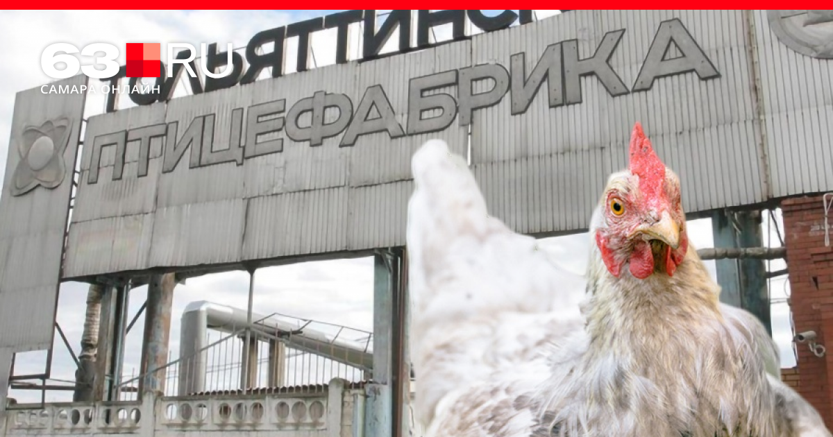 Жигулевская птицефабрика. Птицефабрика тольятти. Тольяттинская птицефабрика сызрань. Тольяттинская птицефабрика. Тольяттинская птицефабрика продукция.