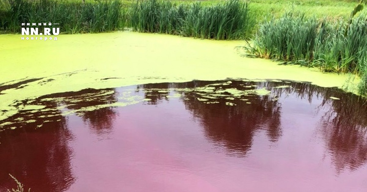 Розовое болото. Красное болото Мозырь. Красное (Арзамасский район). Красное озеро Нижегородская область. Болото Арзамасский район.