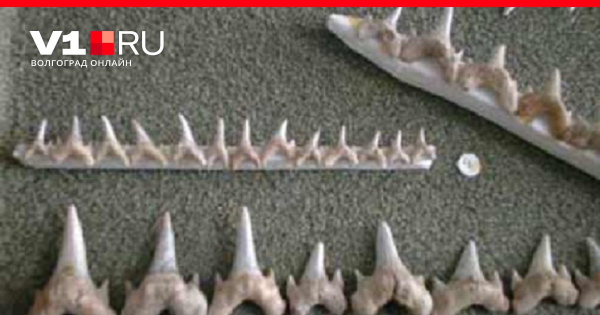 Зубы кошки и зубы акулы. Зубоносные зубы акулы Пески в Волгограде. Акульи окаменелые зубы Актау. Зуб доисторической акулы.