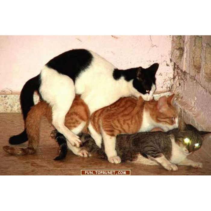 Кошку ебут
