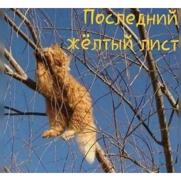 0122f4ef3ded65eda797ad5b1e11869f0261298d_700_700.jpg
