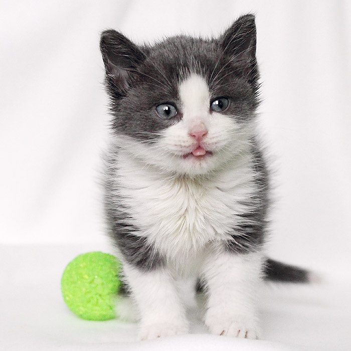 Ревда животные. Ревда животные. Котяш кот. Приют для животных ревда. Бродячие собаки.