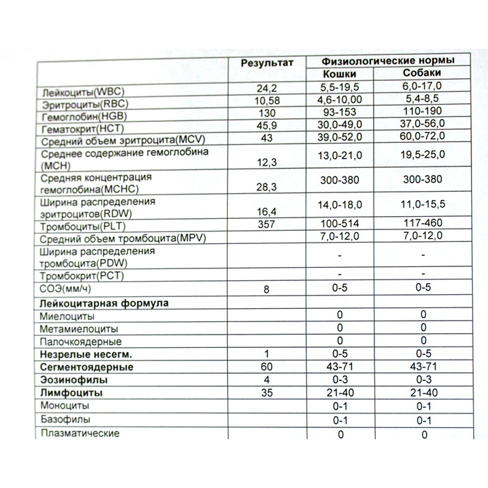 Норма лимфоцитов у женщины 60 лет. Лейкоциты у кошки норма. Норма лейкоцитов в крови у кошек. Норма СОЭ В крови у кошек. Норма лейкоцитов в крови у котенка.