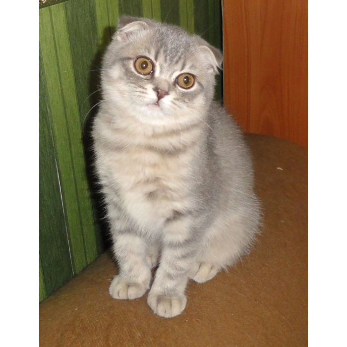 Шотландские вислоухие кошки имена. Шотландская вислоухая Мисти. Шотландская вислоухая кошка Мисти. Шотландская вислоухая трехцветная. Вислоухий кот Шуня.