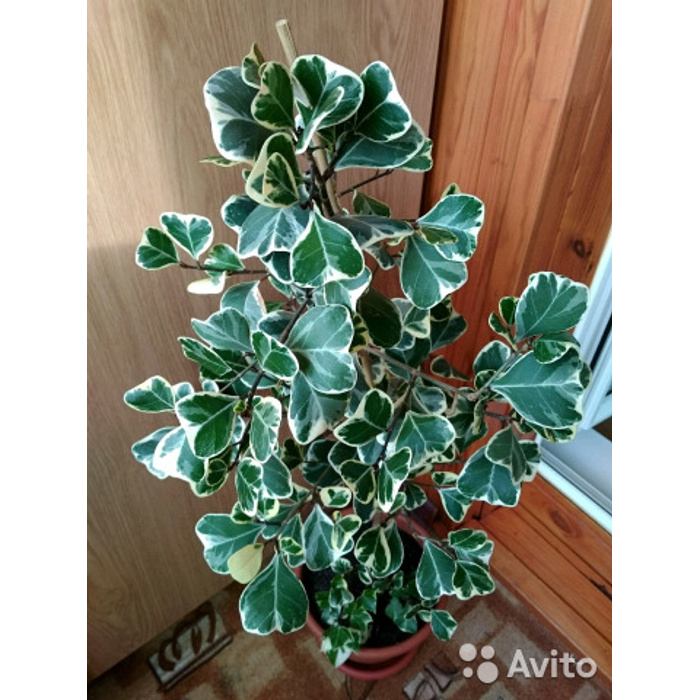 фикус треугольный. триангулярис вайт. фикус триангулярис. фикус триангулярис вариегата. фикус триангулярис вайт.