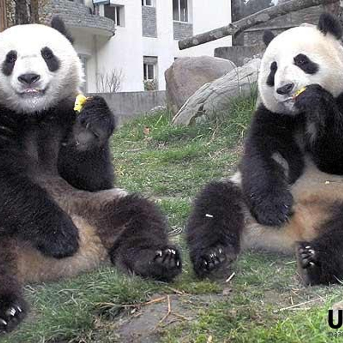 Pandas having